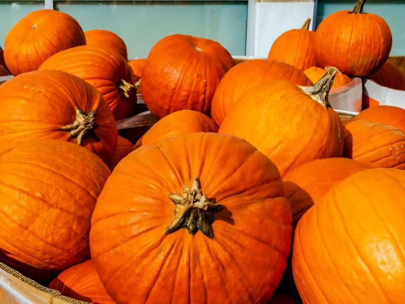 Balkabağının sağlığa yararları