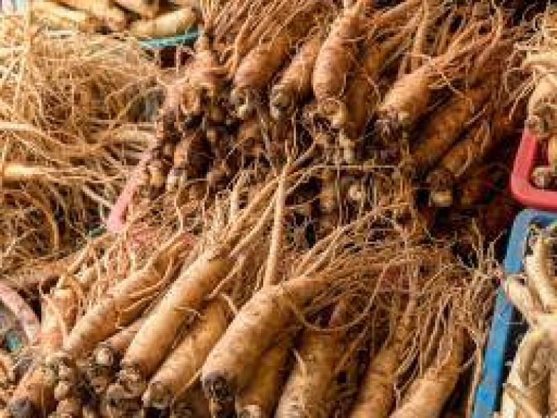 Ginseng faydaları nelerdir?