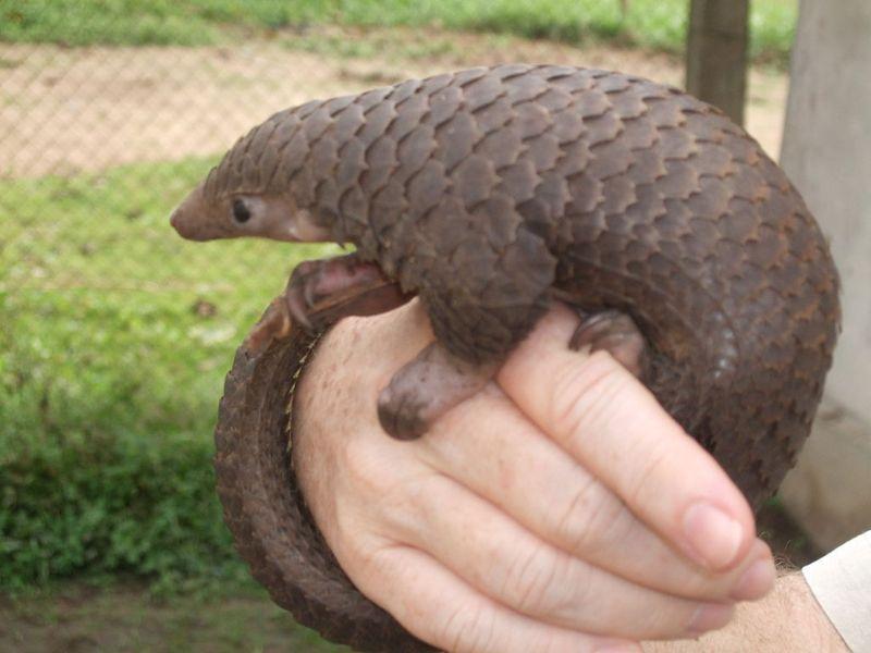Coronavirüs: Pangolinler hastalığı insanlara yaymış olabilir